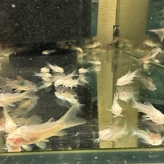 🐠コリドラス アエネウス アルビノ 白コリドラス  全長±2.5㎝ 1匹100円【在庫3匹】自家繁殖個体 No.9の画像