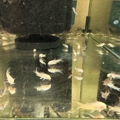 🐠コリドラス アエネウス アルビノ 白コリドラス  全長±2.5㎝ 1匹100円【在庫3匹】自家繁殖個体 No.9の画像
