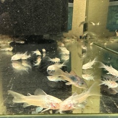 🐠コリドラス アエネウス アルビノ 白コリドラス  全長±2.5㎝ 1匹100円【在庫3匹】自家繁殖個体 No.9の画像