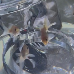 ショートテール琉金激カワ６セン格安1万6千円以上おまけあり希少ホワイト琉金黒目くりくり8匹&ろ過などなどの画像