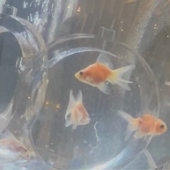 ショートテール琉金激カワ６セン格安1万6千円以上おまけあり希少ホワイト琉金黒目くりくり8匹&ろ過などなどの画像