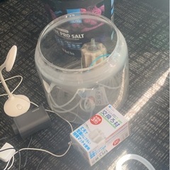 ショートテール琉金激カワ６セン格安1万6千円以上おまけあり希少ホワイト琉金黒目くりくり8匹&ろ過などなどの画像