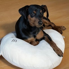 M・ピンシャー ♂  3歳6ヶ月（2025.10月末時点）