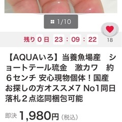 ショートテール琉金激カワ６セン格安1万6千円以上おまけあり希少ホワイト琉金黒目くりくり8匹&ろ過などなどの画像