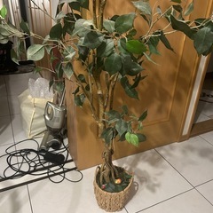 ニトリフェイクグリーンの画像