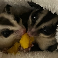 フクロモモンガペア