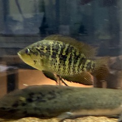 フリードリッヒスターリー３匹の画像