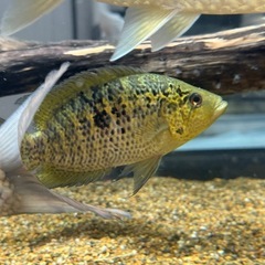 フリードリッヒスターリー３匹の画像