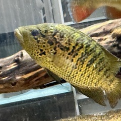 フリードリッヒスターリー３匹の画像