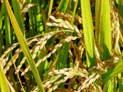 令和7年 自家栽培 減農薬 新米 ヒノヒカリ 玄米30kg ⑧