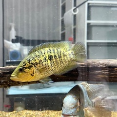 フリードリッヒスターリー３匹の画像