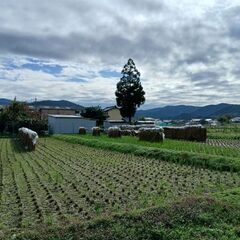 無肥料・無農薬の稲藁を正月の飾りや畑に使ってみませんか？の画像