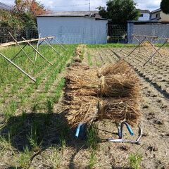 無肥料・無農薬の稲藁を正月の飾りや畑に使ってみませんか？の画像