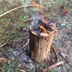 スウェーデントーチ、ウッドキャンドル  (針葉樹)　キャンプ・焚火に!! 1028の画像