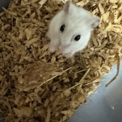 ジャンガリアンハムスター　2頭