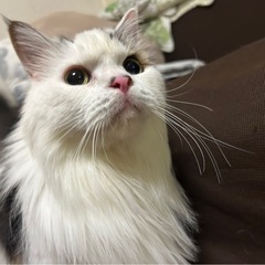 元気なマンチカン