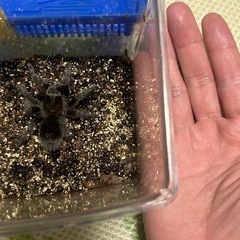ブラジリアンブラック　タランチュラの画像