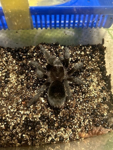 ブラジリアンブラック　タランチュラ