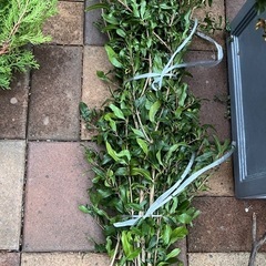 木の剪定枝ですの画像