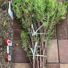 木の剪定枝ですの画像