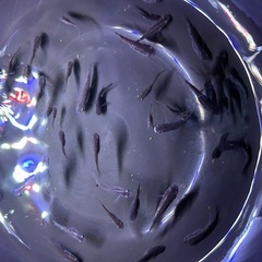 メダカ　ブラックダイヤ　20匹の画像