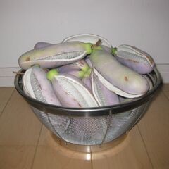 秋の味覚「あけび」の画像