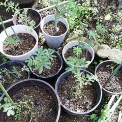 ２－Little  Mimosa  ちいさなミモザの画像