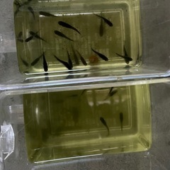 受付中🔴オロチ 若魚～成魚12匹  少し色が薄いのでお安く  ブラック 黒でかっこいいめだかの画像