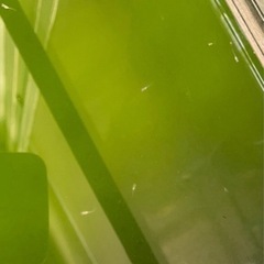 受付中🔴人気のハイビスカス めだか針子 25匹+α 可愛いめだかの画像