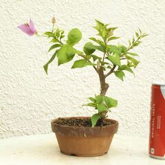 盆栽素材ブーゲンビリアの画像