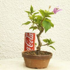 盆栽素材ブーゲンビリアの画像