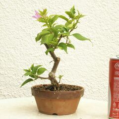 盆栽素材ブーゲンビリアの画像
