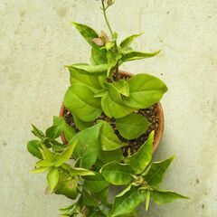 盆栽素材ブーゲンビリアの画像