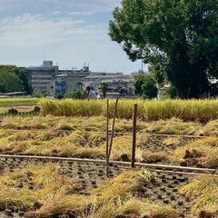 稲わら10束（家庭菜園等にいかがですか）の画像