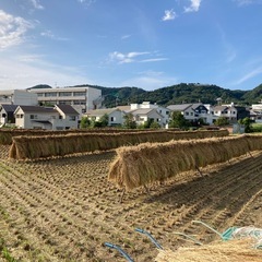稲わら10束（家庭菜園等にいかがですか）の画像
