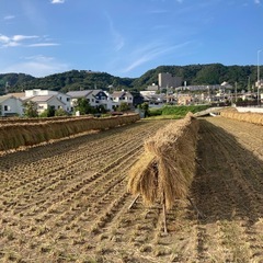 稲わら10束（家庭菜園等にいかがですか）の画像