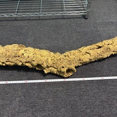 コルク キャノン型の画像