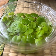 水草(ドワーフアマゾンフロッグピット)の画像