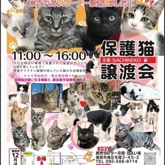 11/23 さち猫福岡譲渡会　読売センター花畑やよい坂