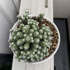 サボテンの画像