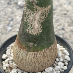 アデニアグラウカの画像