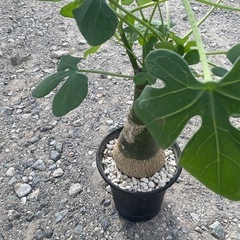 アデニアグラウカの画像