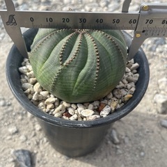 陵多目のシンメトリカの画像