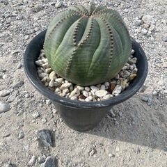 陵多目のシンメトリカの画像