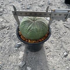 シンメトリカ傷ありの画像