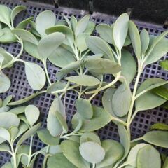 10/29朝採れ♫  もりもり多肉植物2種❤️の画像