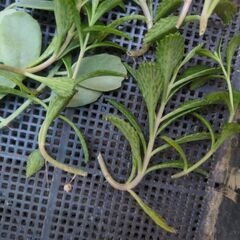 10/29朝採れ♫  もりもり多肉植物2種❤️の画像