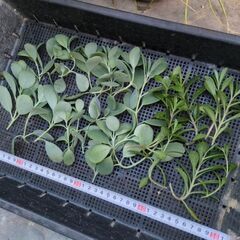 10/29朝採れ♫  もりもり多肉植物2種❤️の画像