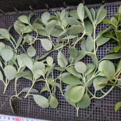 10/29朝採れ♫  もりもり多肉植物2種❤️の画像