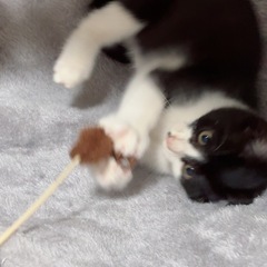 子猫   トイレベッドキャットタワーあり